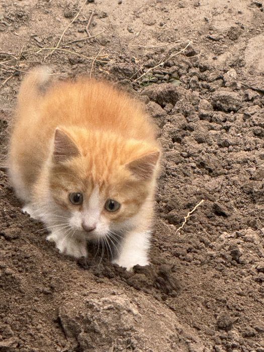 Срочно отдам котят