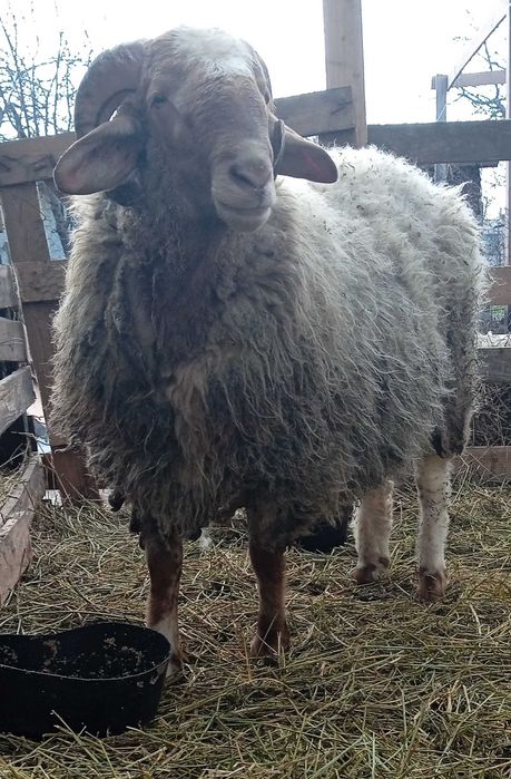 Berbec awassi avas pentru prăsilă