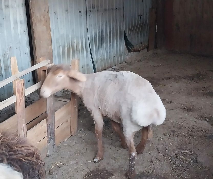 Қой сатылады семіз