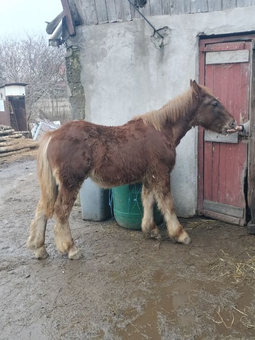 Mânz cal mânză iapa