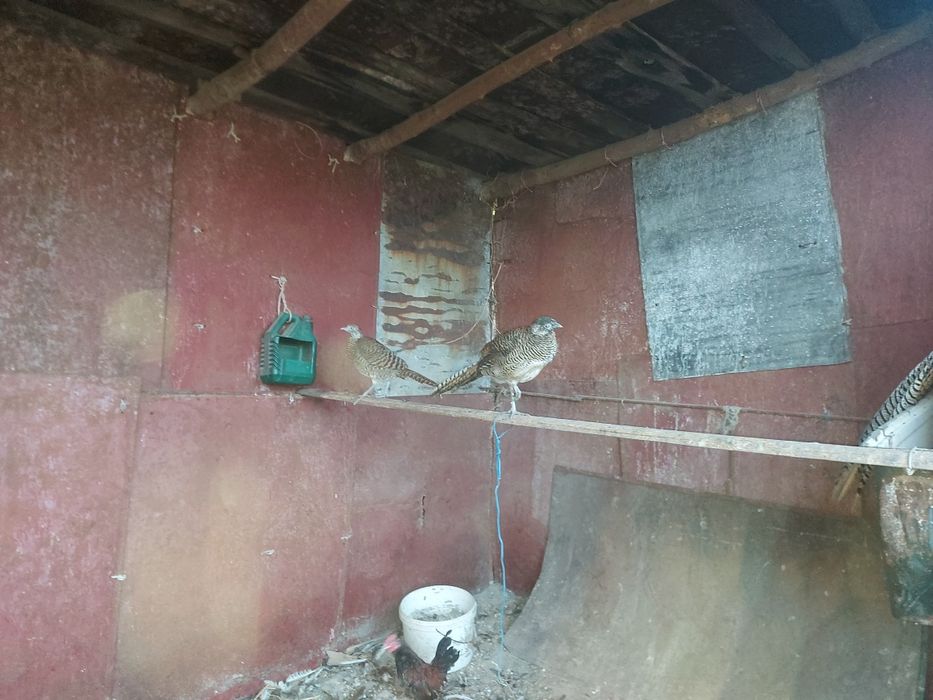 Алмазный молодой самец