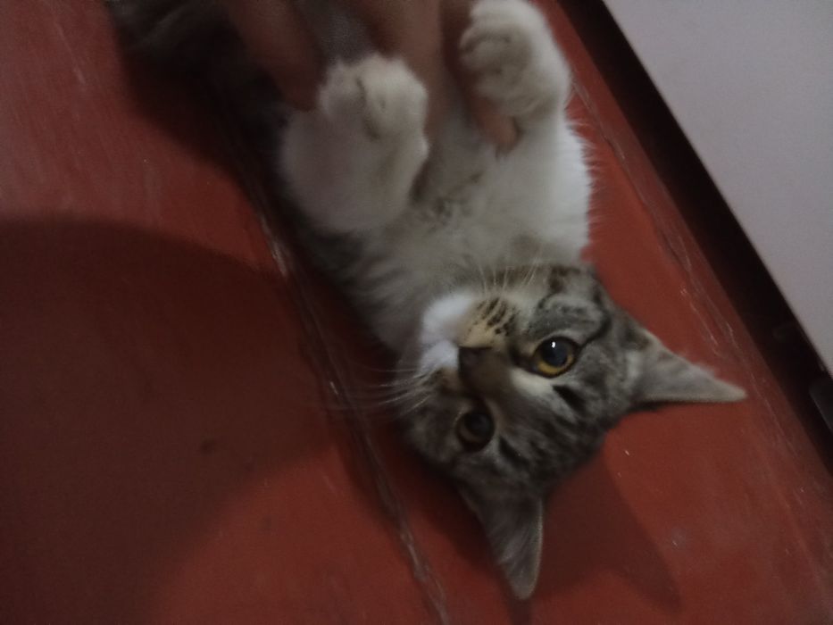 Mushuk hadya qilinadi