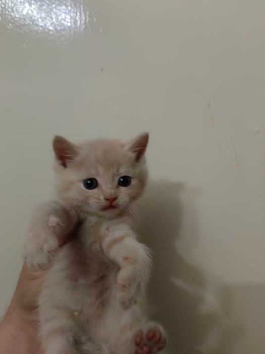 Продаются котята