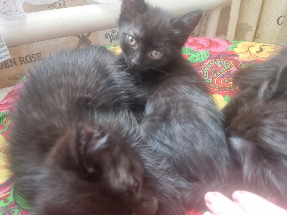 Котята черные даром