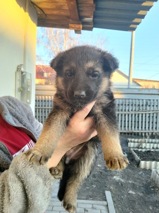 Продам щенят немецкие овчарки