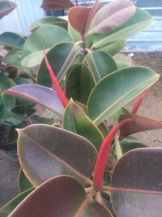 Комнатные цветы растения голландские фикусы ,замиокулькос