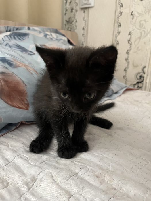 Котята  2  месец
