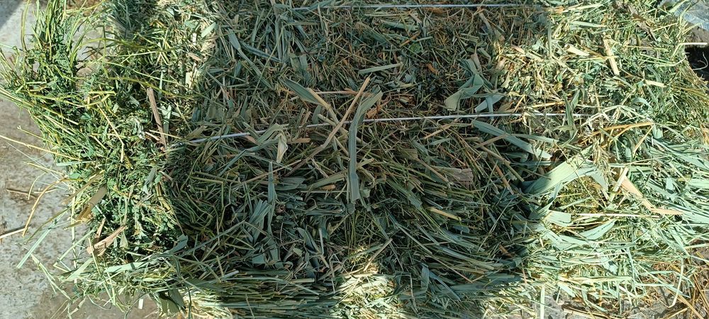 Беда прес 36000 мигдан жойидан 33дан булиши