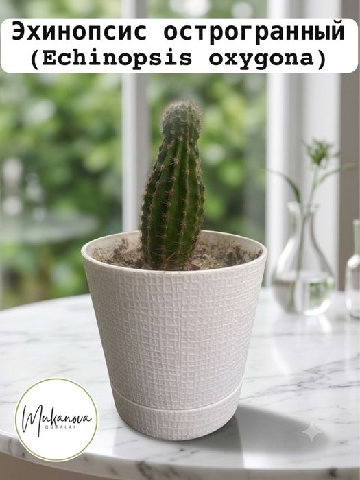 эхинопсис острогранный (Echinopsis oxygona)