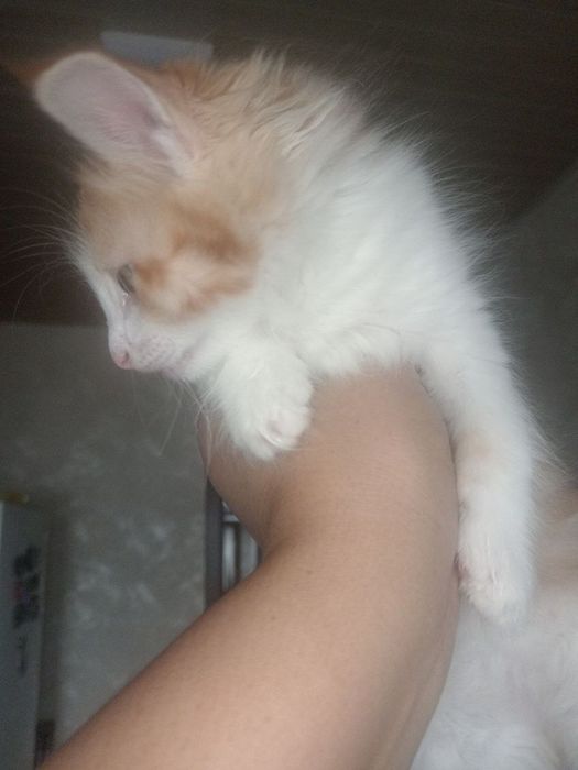 Отдадим даром котёнка