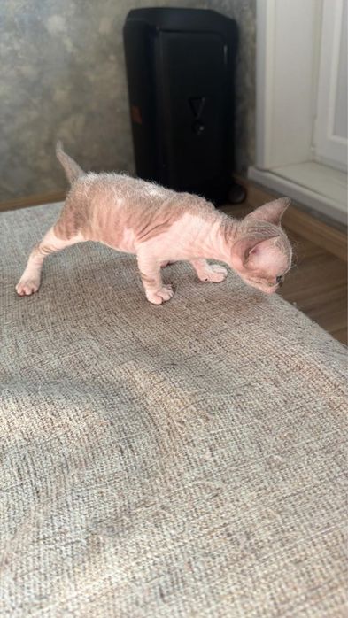 Продам девочку сфинкса