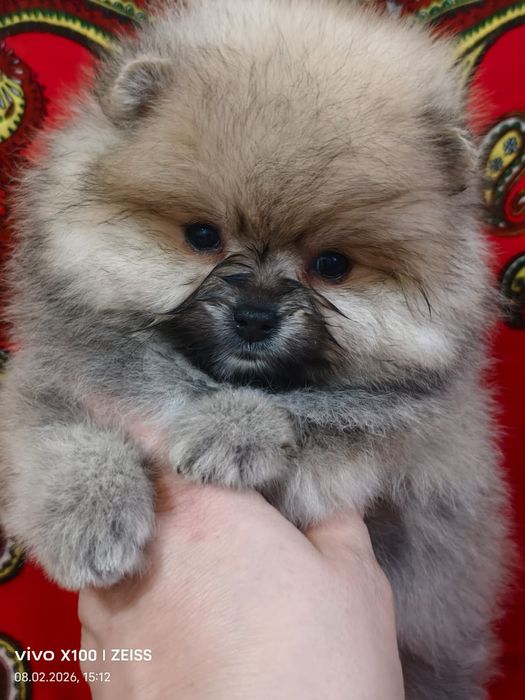 Очаровательные щенки шпица.