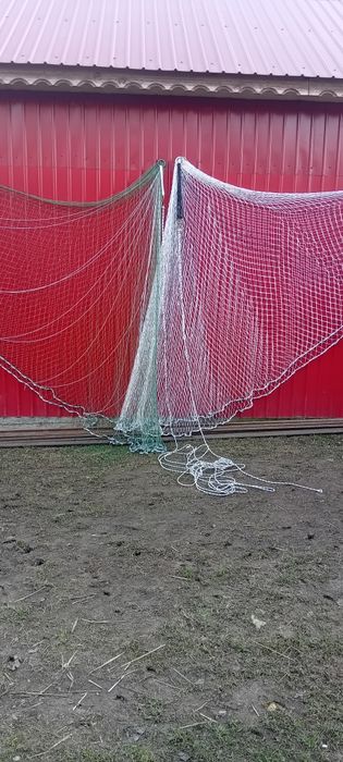 Prostovol cu ochiul mic