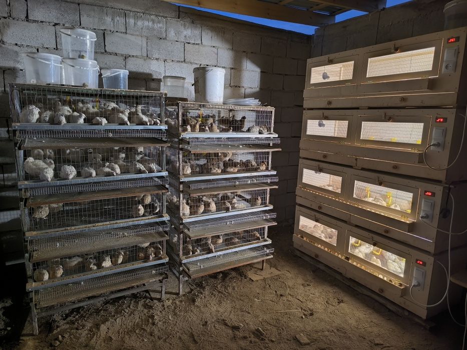 Инкубатор универсальный