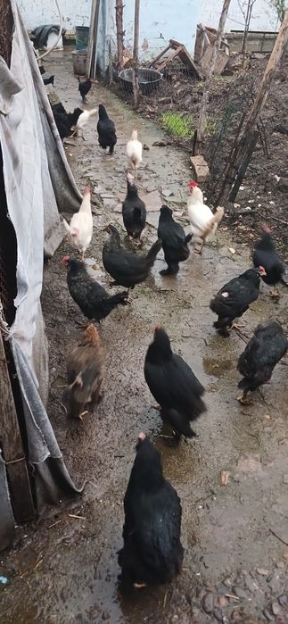 Товуклар Оптим сотилади 20та