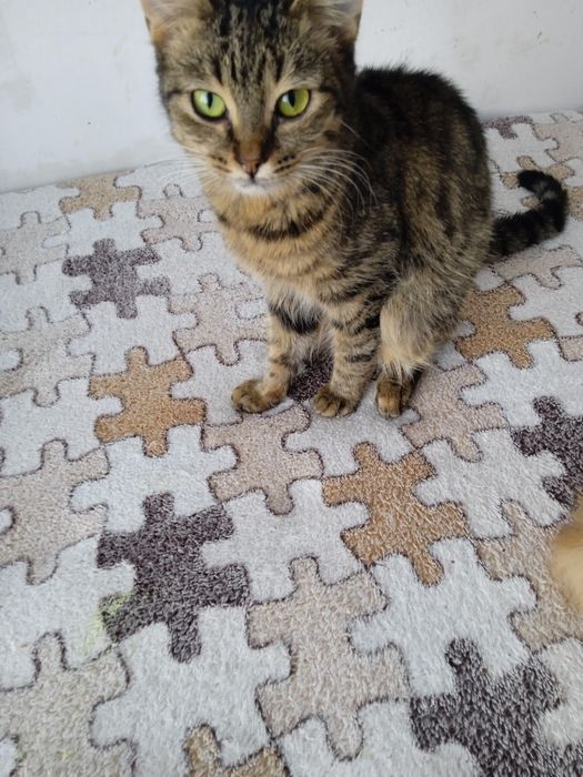 Отдаем катят в добрые руки