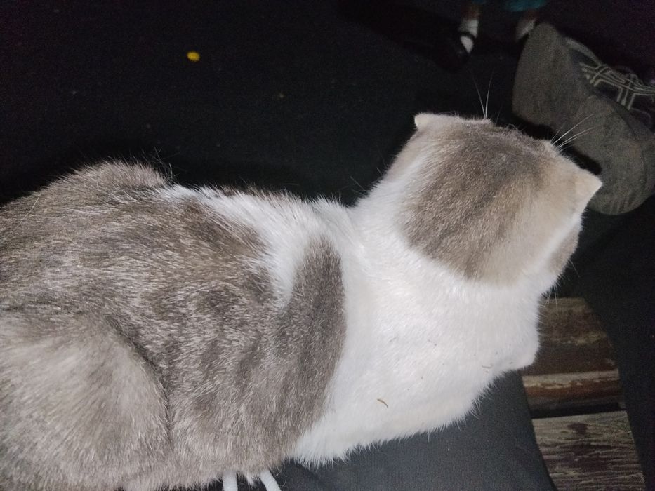 Отдам кота бесплатно