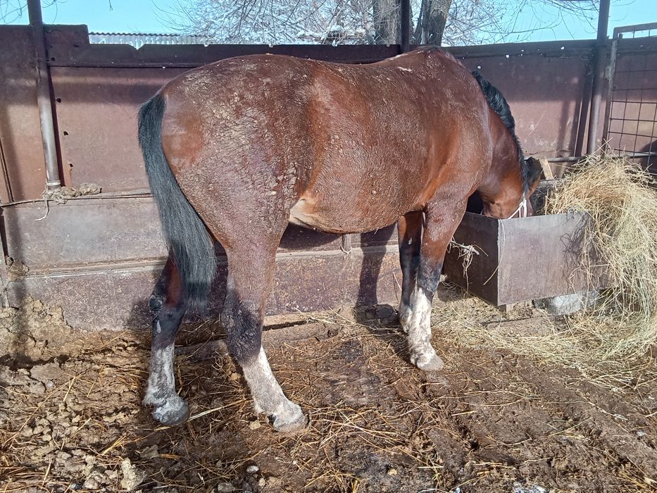 Айгыр сатылады семиз