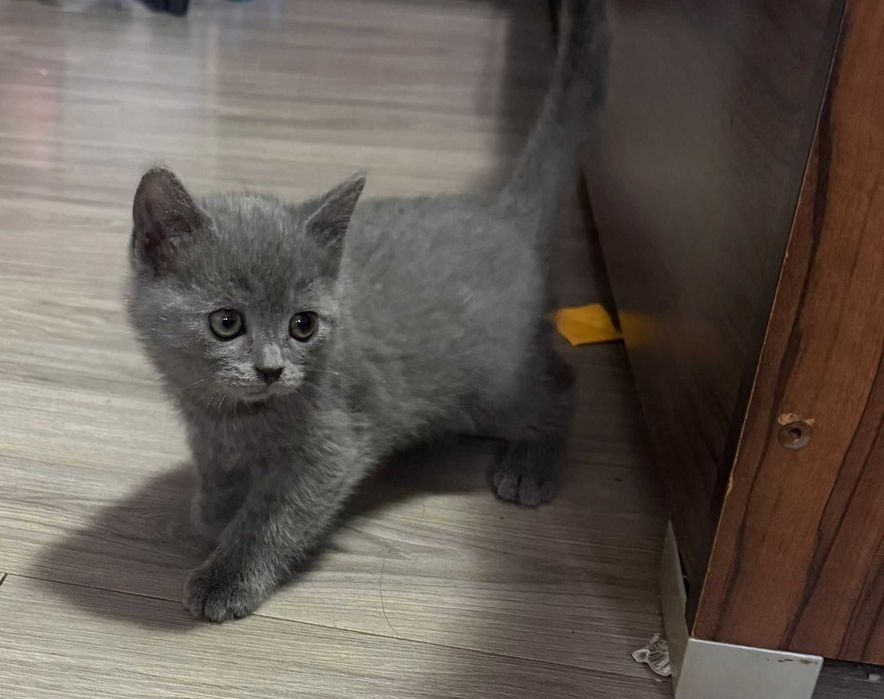 British Shorthair
