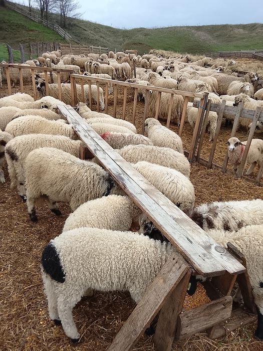 Vând 100 miei țurcani