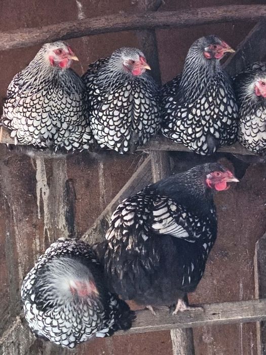 Свободни Кантиран Виандот и Барнер Велвер 10 бройки