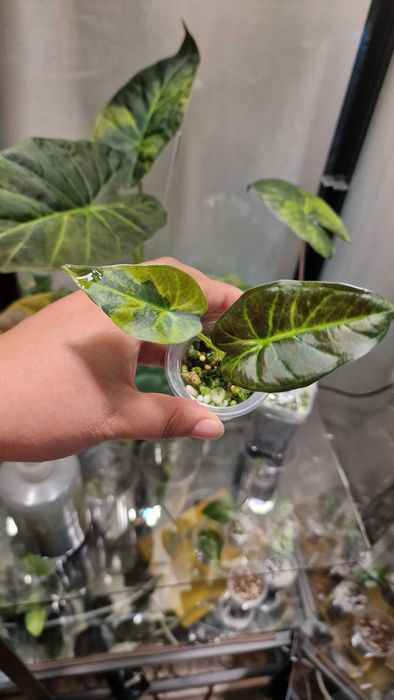 Алоказия регал шилдс аурея