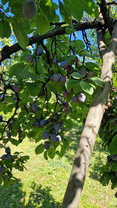 Prune centenar de vanzare