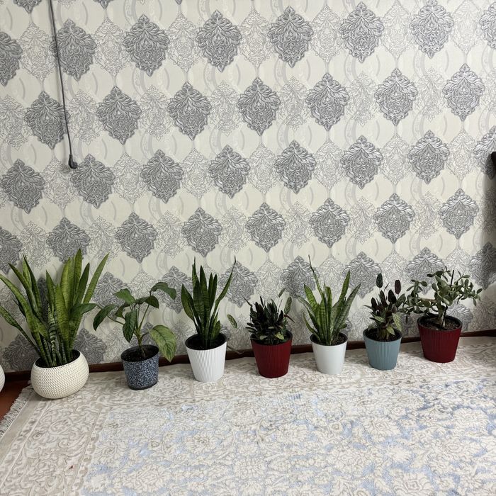 Комнатные цветы для офиса