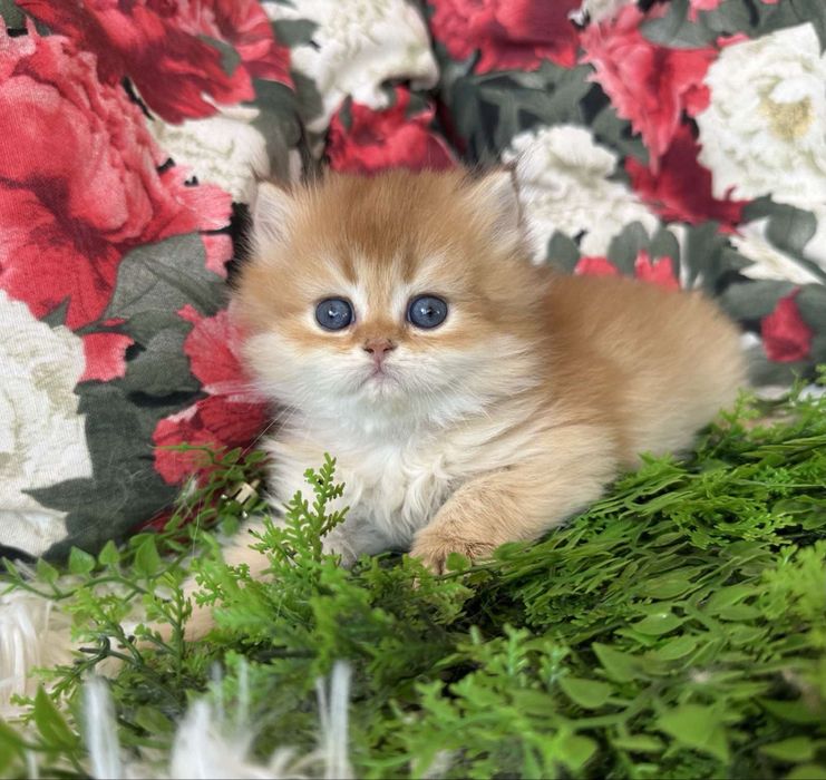 Златна чинчила -момченце