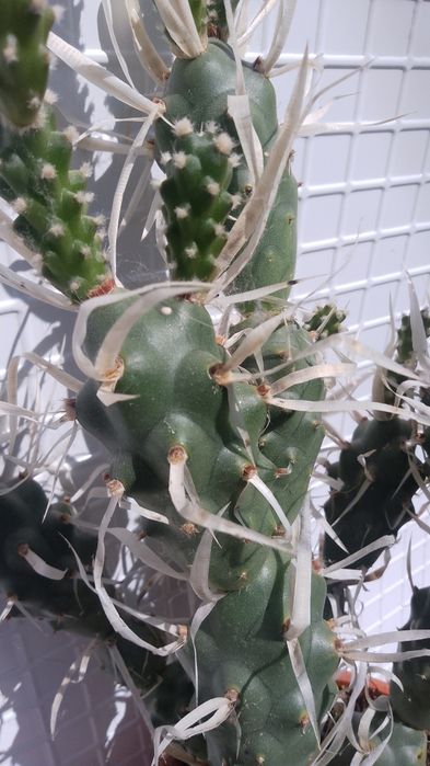 Продавам  кактус