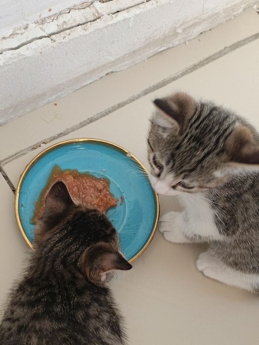 отдам двух котят в добрые руки (мальчики)