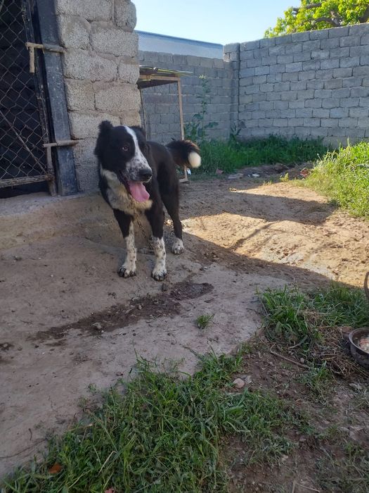 Ит сатылады 9 айлық