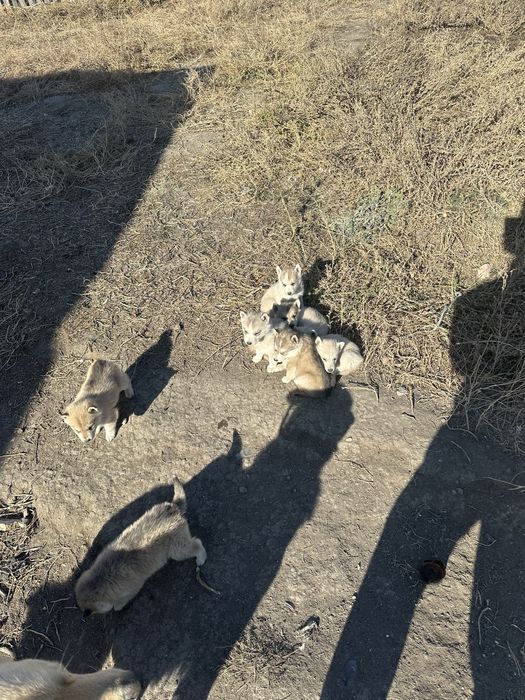 продам щенков хаски