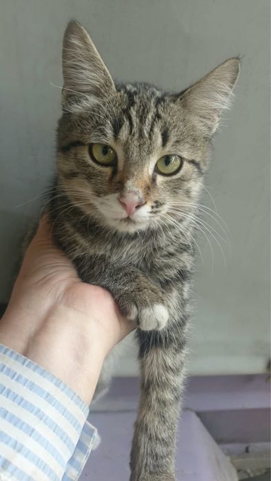 Котик в руки! Барсик!