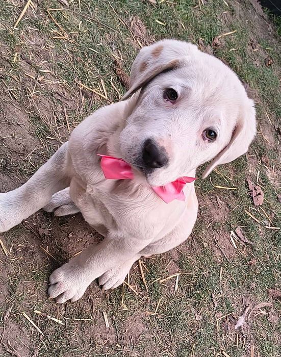 Pui Asia Centrală 1 femelă și 1 mascul ultimii