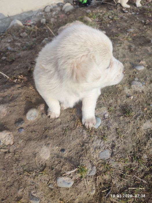 Щенки в добрые руки