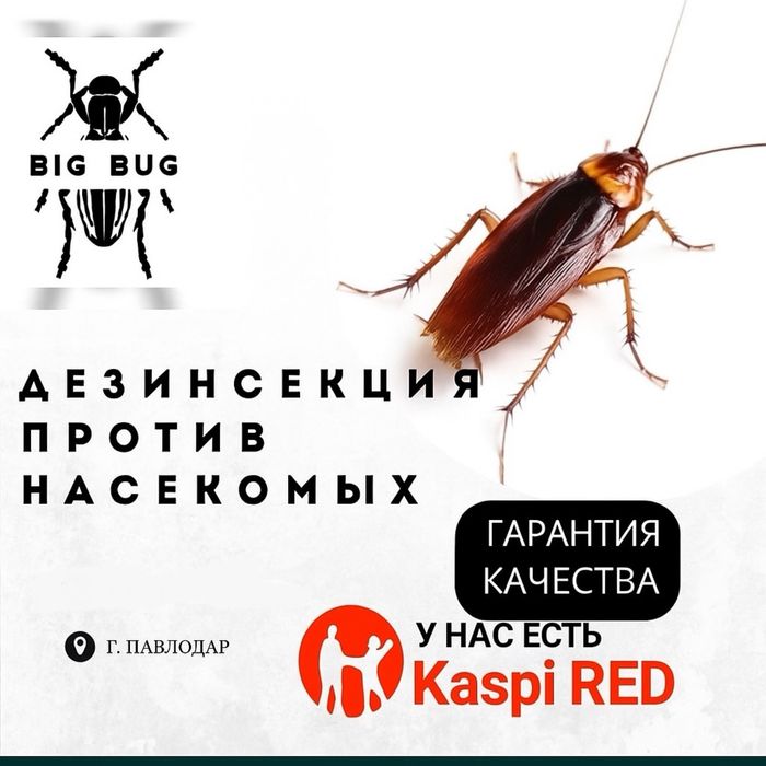 дезинсекция против тараканов клопов