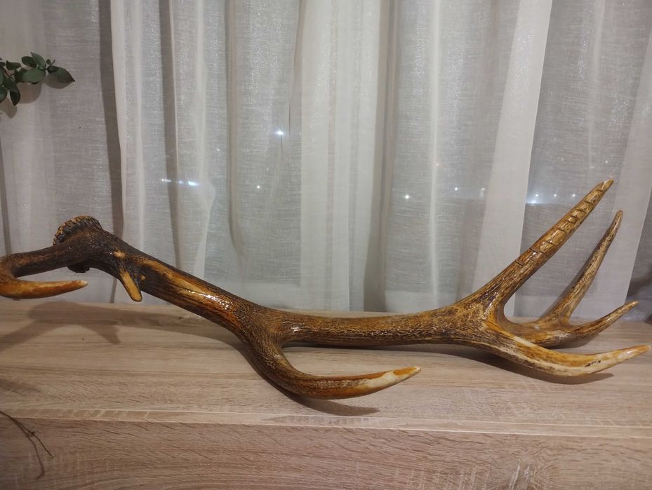 Специален еленов рог