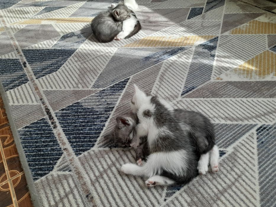 Продаётся  котята вислоухи