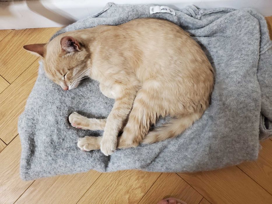 Отдам кота в добрые руки