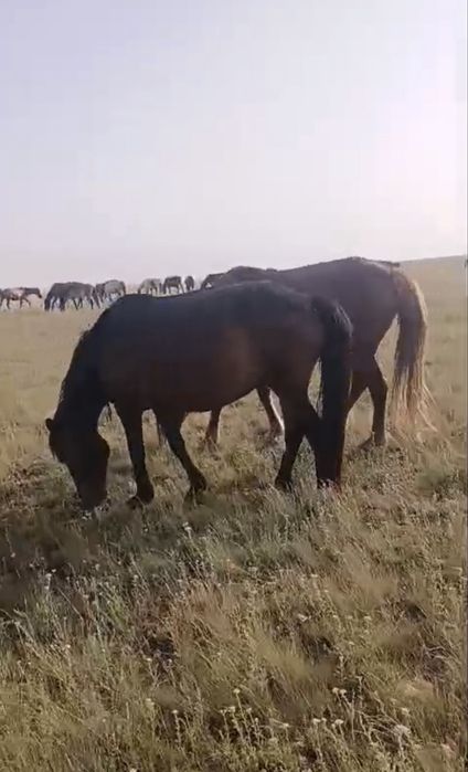 Бие кабыла лошадь