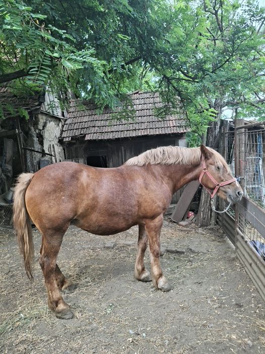Vând iapă frumoasă și cuminte