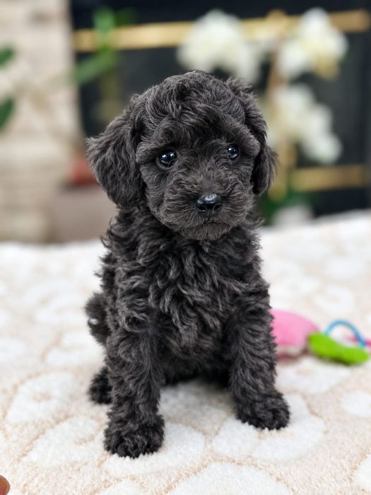 Chaniche poodle black mini toy Bucuresti Sectorul 4 • OLX.ro