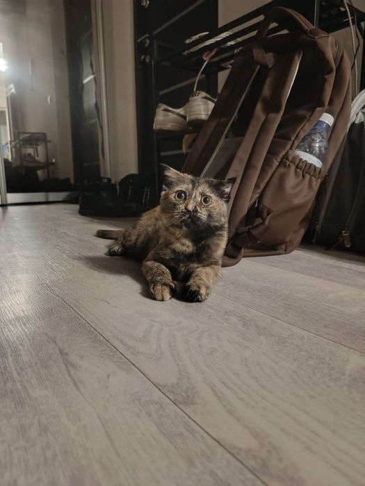 Шотландский котёнок