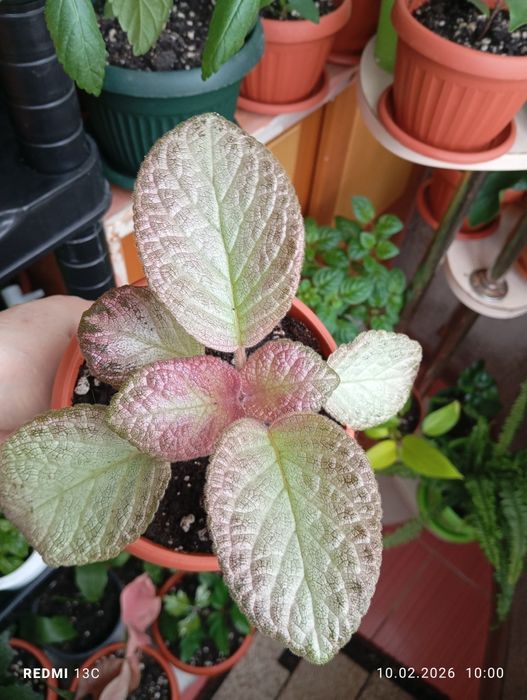 Растения разных сортов