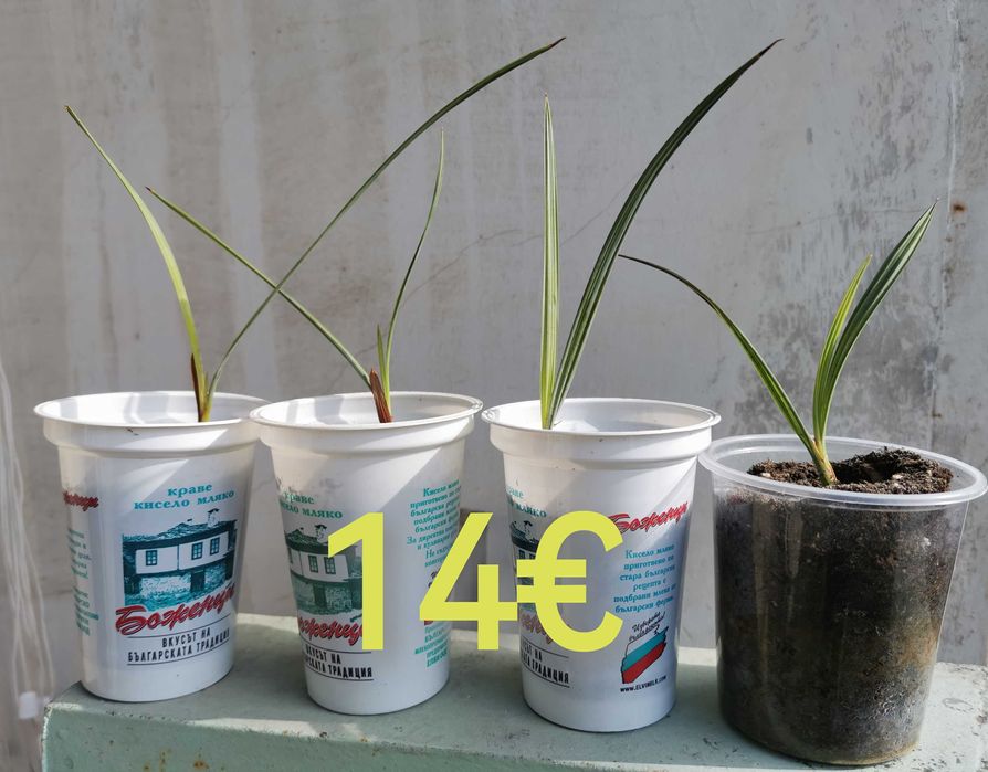 Продавам семена за палми