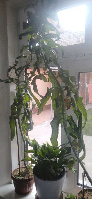 каланхое, отдам даром