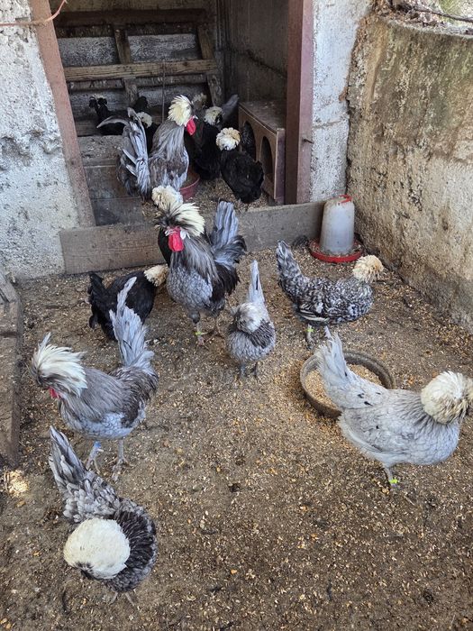 Vand oua motata olandeza pentru incubat