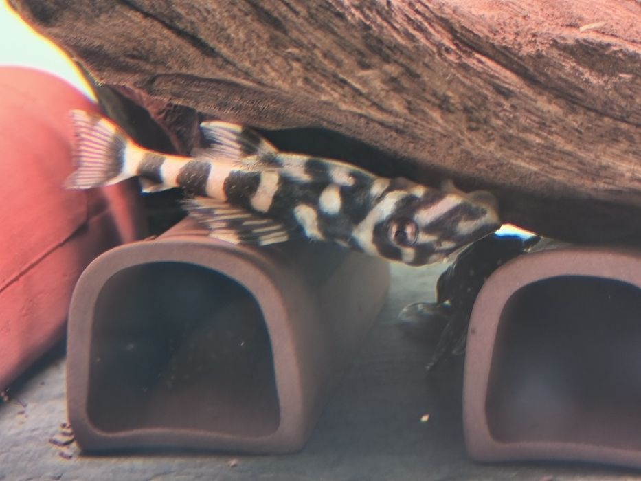 Налични полово зрели риби