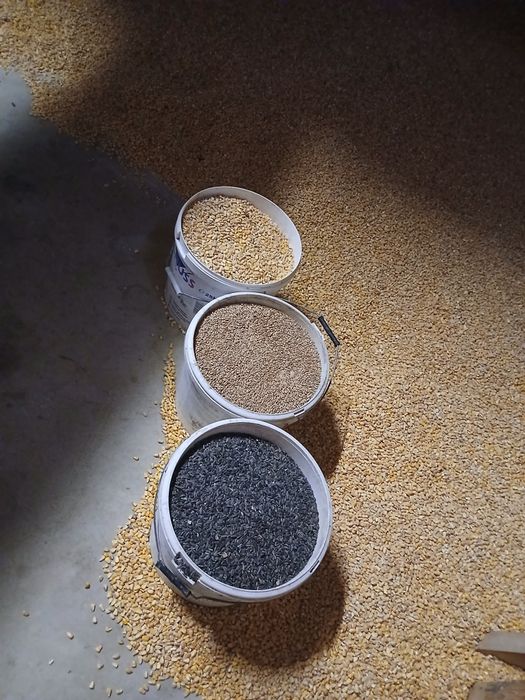 Vând porumb,grâu,triticale,floarea soarelui.